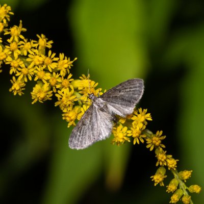 Eupithecia sp., PP Černice