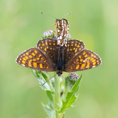Melitaea athalia (hnědásek jitrocelový), SK, Štôla