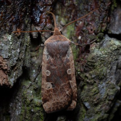 Conistra erythrocephala (zimovnice rudohlavá), Kamenný vrch