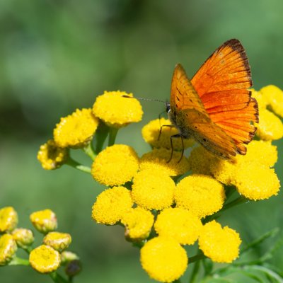 Lycaena virgaureae (ohniváček celíkový), SK, Štôla