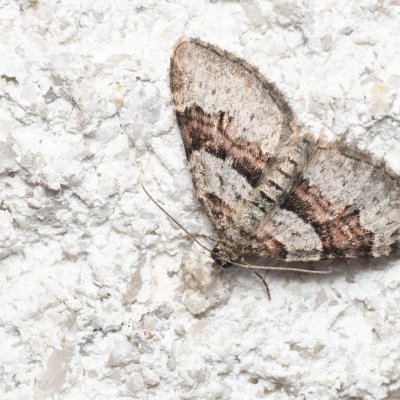 Xanthorhoe designata (píďalka dvouzubá), Melč, Mokřinky