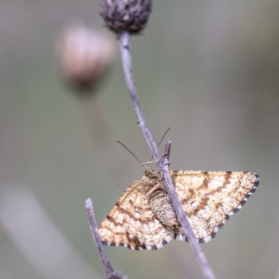 Ematurga atomaria (tmavoskvrnáč vřesový), Střelecký kopec