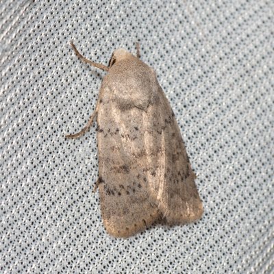 Hoplodrina respersa (blýskavka kropenatá), Hády - lesní lom