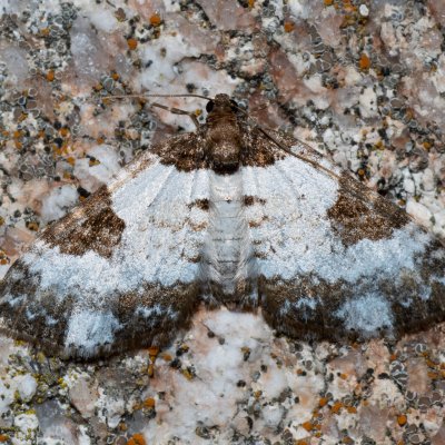 Melanthia procellata (píďalka doubravní), SK, Štôla