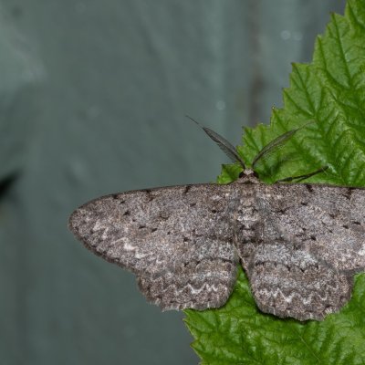 Hypomecis punctinalis (různorožec ovocný), Kývalka
