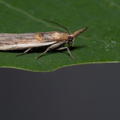Etiella zinckenella (zavíječ sojový), Hády - lesní lom