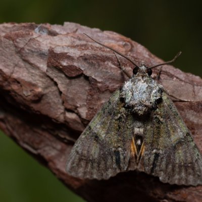 Polyphaenis sericata (blýskavka žlutokřídlá), PP Skalky u Sedlece