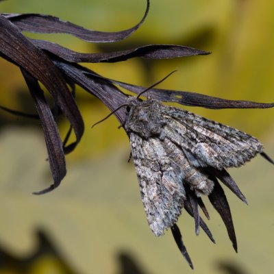 Dryobotodes eremita (pestroskvrnka dubová), PP Kavky