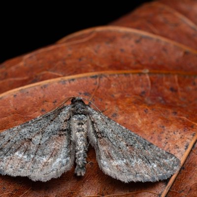 Agriopis bajaria (tmavoskvrnáč třešňový), PR Kamenný vrch