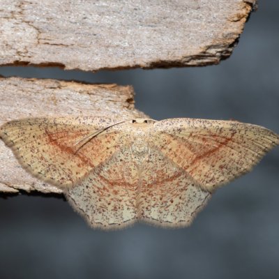 Cyclophora quercimontaria (očkovec rudopásný), Havranické vřesoviště