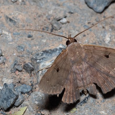 Mecodina bisignata (-), TH, Khao Sok