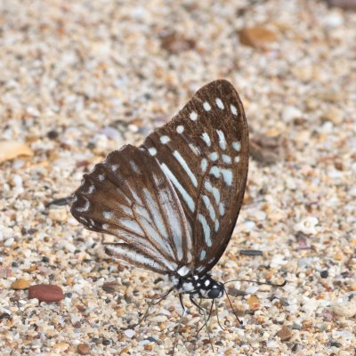 Graphium macareus (-), TH, Railay