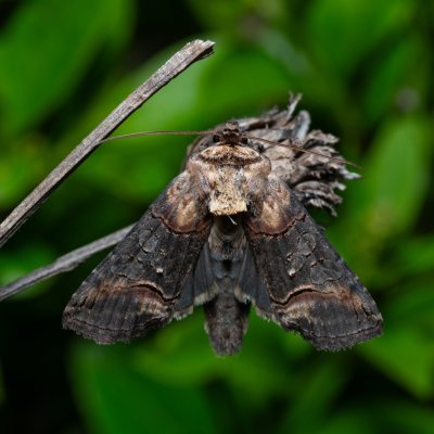 Abrostola triplasia (kovolesklec černočárný), PR Liščí vrch