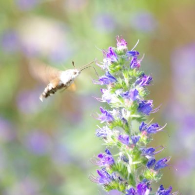 Macroglossum stellatarum (dlouhozobka svízelová), Vranov nad Dyjí