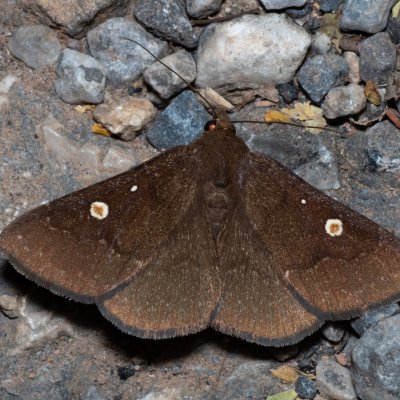 Sartagine ovafricta (-), TH, Khao Sok