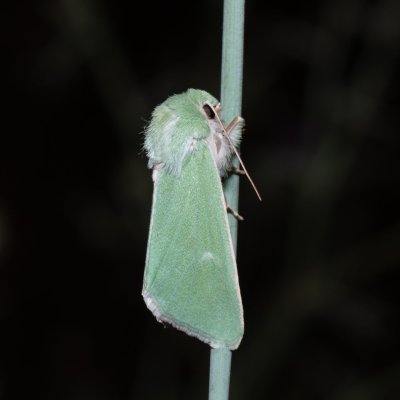 Calamia tridens (travařka zelená), PR Kamenný vrch