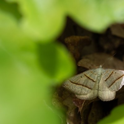 Scotopteryx mucronata/luridata (vlnočárník podobný/vřesový), PP Baba
