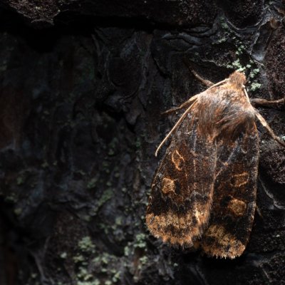 Conistra vaccinii (zimovnice brusnicová), Žebětín