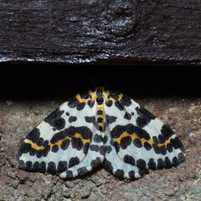 Abraxas grossulariata (skvrnopásník angreštový), SK, Štôla