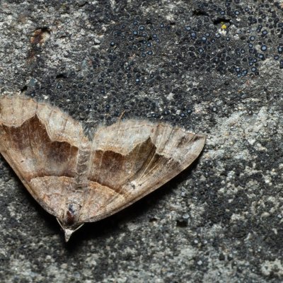 Scotopteryx moeniata (vlnočárník janovcový), Kývalka