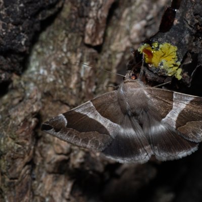 Dysgonia algira (hnědopáska temnopásá), Hrušovany u Brna