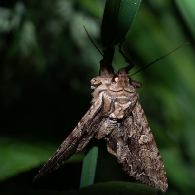 Apamea monoglypha (šedavka trávová), PP Augšperský potok