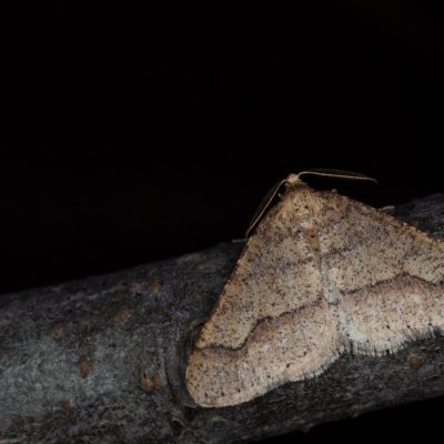 Agriopis marginaria (tmavoskvrnáč habrový), Žebětín