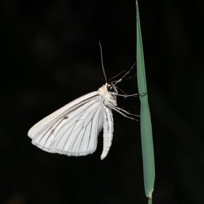 Siona lineata (bělokřídlec luční), PR Kamenný vrch