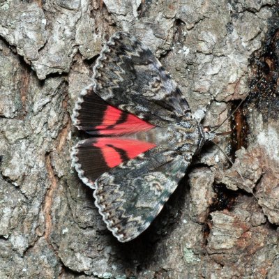 Catocala promissa (stužkonoska úzkopásá), Žebětín