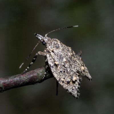 Diurnea fagella (šedivěnka jarní), Podkomorské lesy, Kopeček