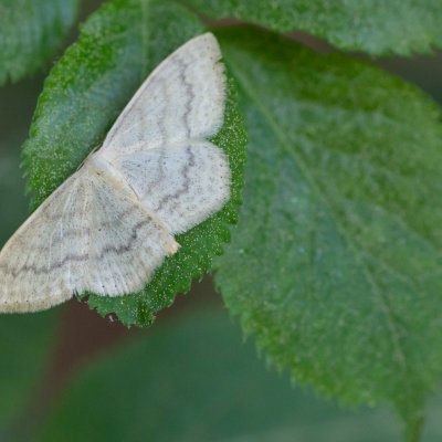 Scopula floslactata (vlnopásník vikvový), Podkomorské lesy