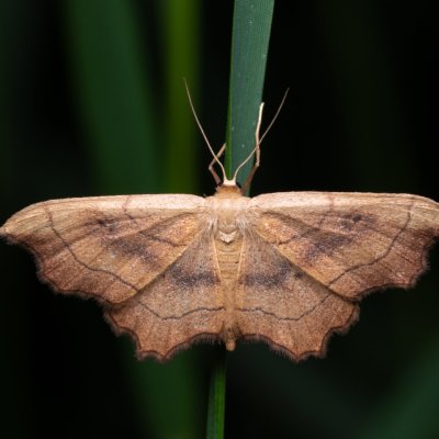 Idaea emarginata (žlutokřídlec zejkovaný), PP Střelická bažinka