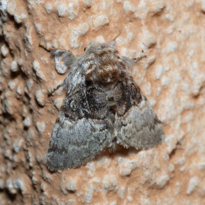 Colocasia coryli (běloskvrnka lísková), IT, Kuens, Jižní Tyrolsko