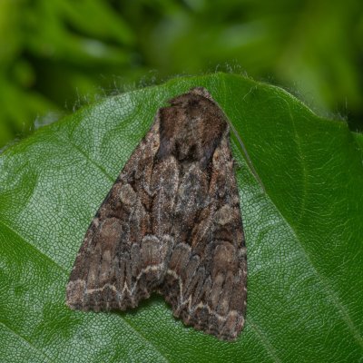 Lacanobia thalassina (můra březová), Devět křížů