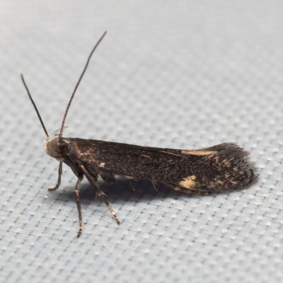 , Hády - Ruženin lom