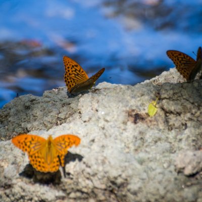 Argynnis paphia (perleťovec stříbropásek), NP Podyjí