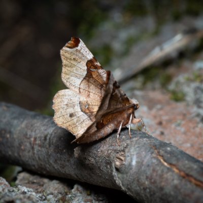 Selenia tetralunaria (zejkovec čtyřměsíčný), Lysá hora u Ochozu