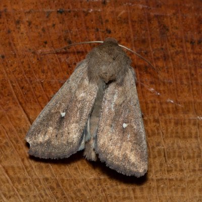 Mythimna albipuncta (plavokřídlec bělotečný), Devět křížů