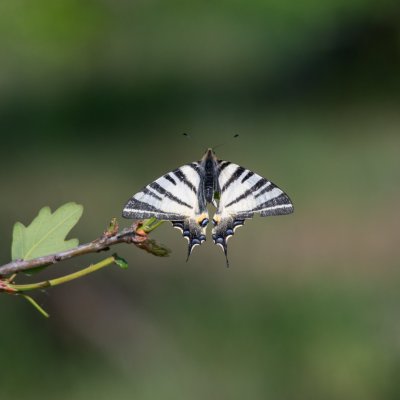 Iphiclides podalirius (otakárek ovocný), Havranické vřesoviště