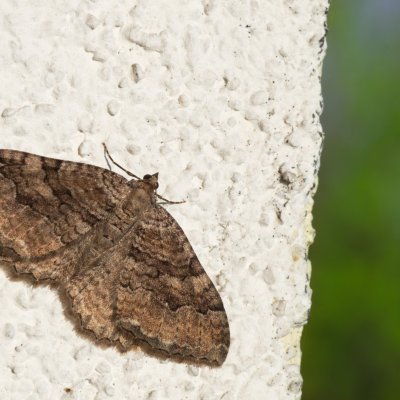 Hydria cervinalis (píďalka jarní), Žebětín