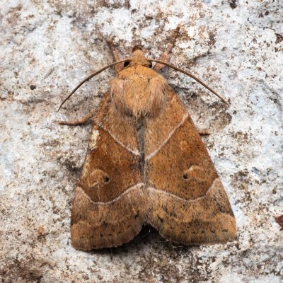 Cosmia trapezina (blýskavka dravá), NPP Jeskyně Pekárna