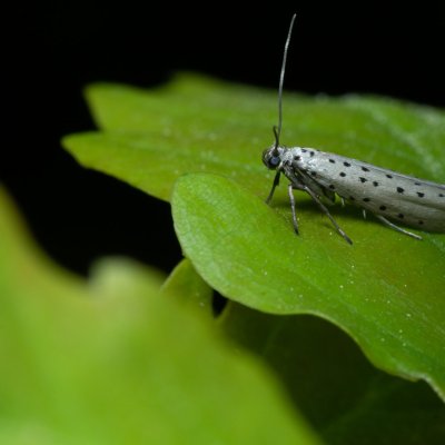 Yponomeuta sedella (předivka šedá), PR Bosonožský hájek