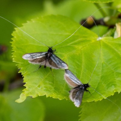 Adela reaumurella (adéla zelená), Podkomorská myslivna