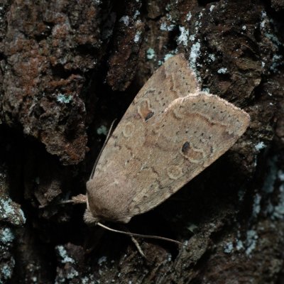 Agrochola laevis (polnice šťovíková), Kývalka