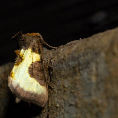 Diachrysia stenochrysis (kovolesklec podvojný), SK, Štôla