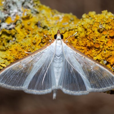 Palpita vitrealis (zavíječ průsvitný), NPR Slanisko u Nesytu