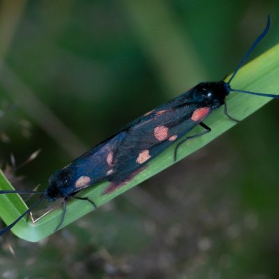 Zygaena lonicerae (vřetenuška pětitečná), SK, Štôla