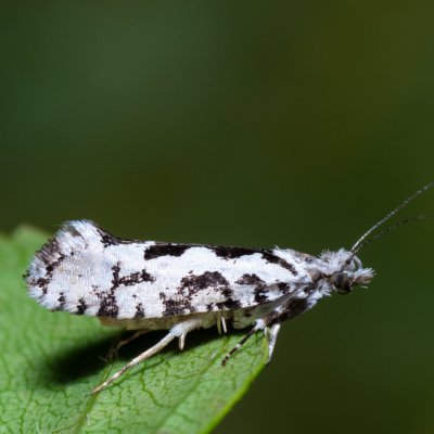 Ypsolopha sequella (člunkovec lesní), Hády