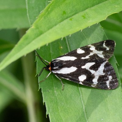 Parasemia plantaginis (přástevník jitrocelový), SK, Štôla