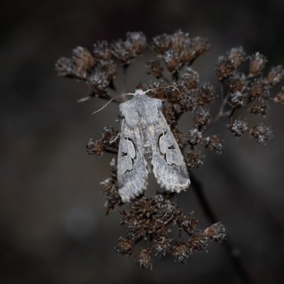 Perigrapha i-cinctum (můra ozdobná), PP Člupy